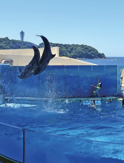 ディナーコースイメージ